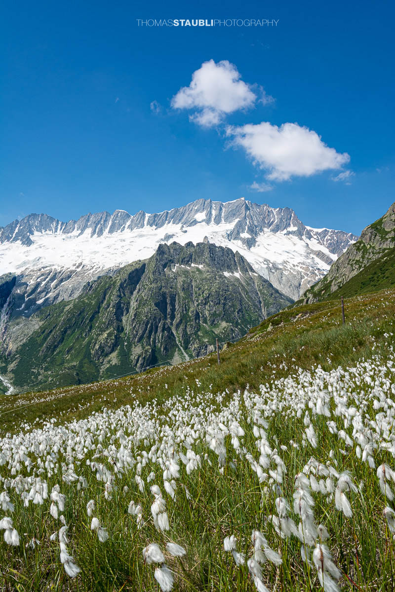 Blick zum Dammagletscher in den Urner Alpen, schneebedecktes Bergmassiv über grüner Alpweide mit blühendem Wollgras unter blauem Himmel.