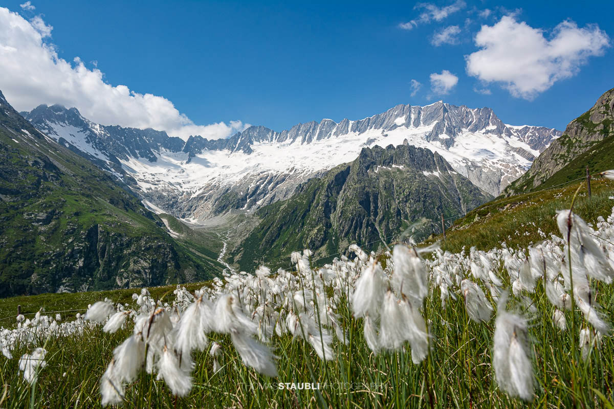 Blick zum Dammagletscher in den Urner Alpen, schneebedecktes Bergmassiv über grüner Alpweide mit blühendem Wollgras unter blauem Himmel.
