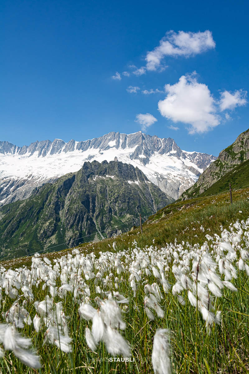 Blick zum Dammagletscher in den Urner Alpen, schneebedecktes Bergmassiv über grüner Alpweide mit blühendem Wollgras unter blauem Himmel.