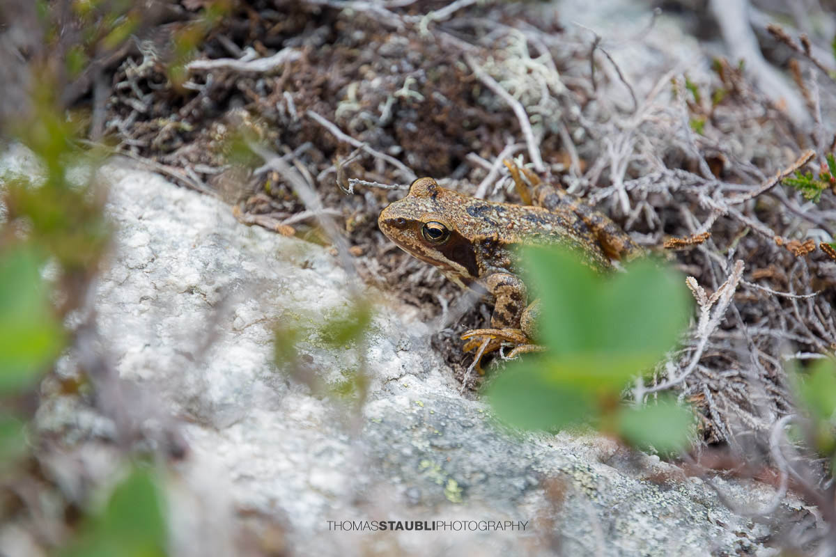Frosch auf der Göscheneralp
