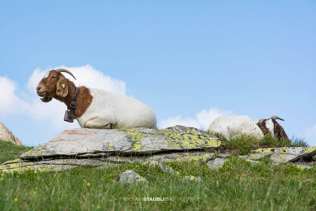 Ziege mit Hörnern und Glocke, auf einem Felsen liegend in alpiner Landschaft unter blauem Himmel.