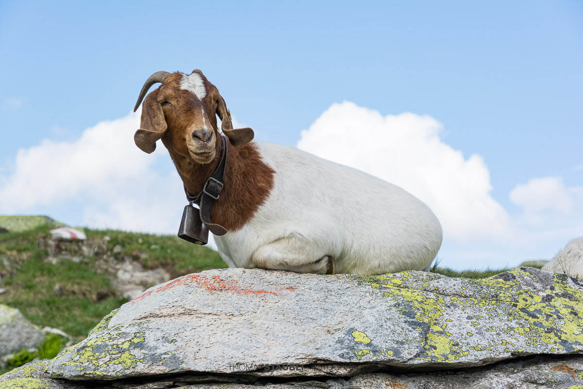 Ziege mit Hörnern und Glocke, auf einem Felsen liegend in alpiner Landschaft unter blauem Himmel.