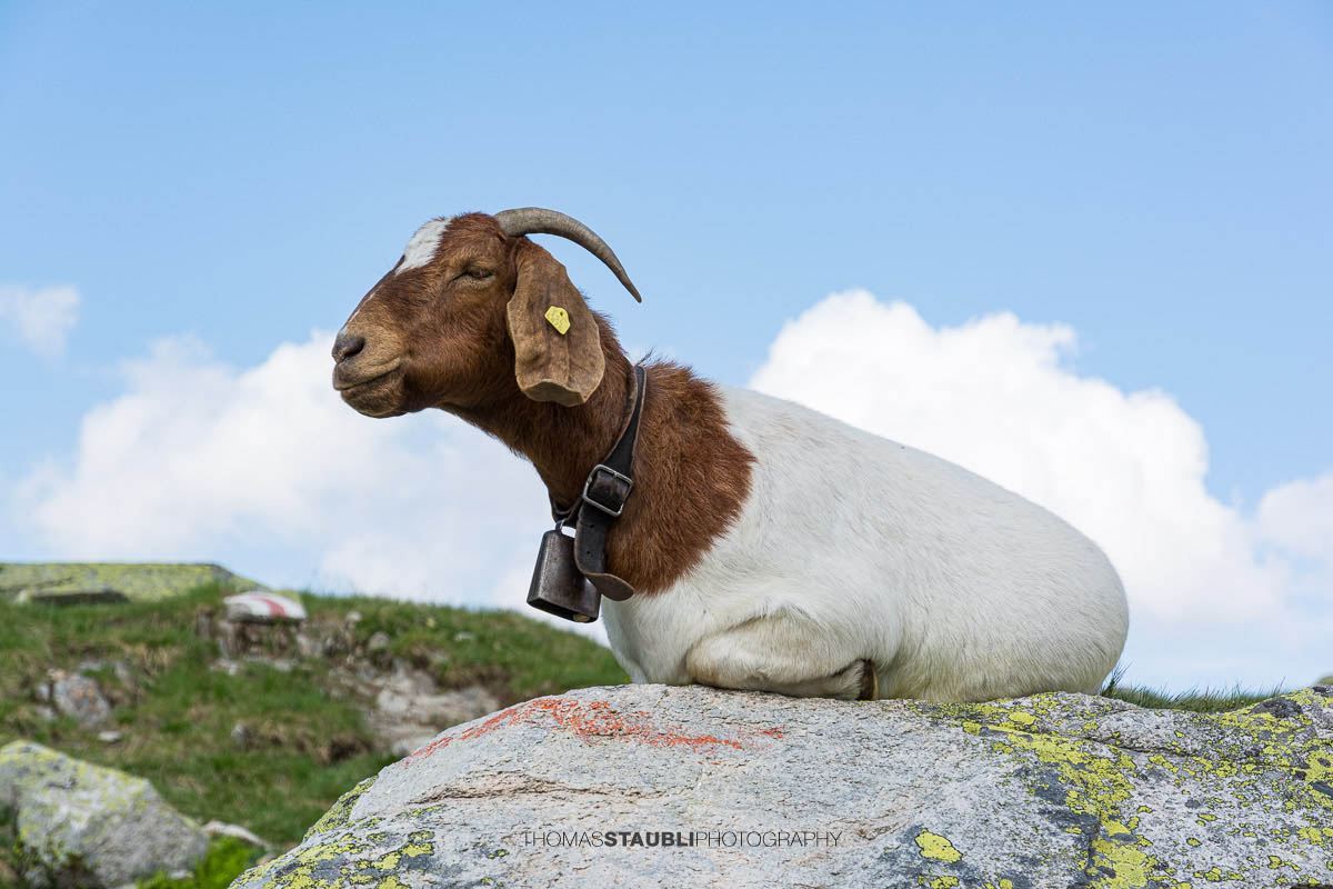Ziege mit Hörnern und Glocke, auf einem Felsen liegend in alpiner Landschaft unter blauem Himmel.