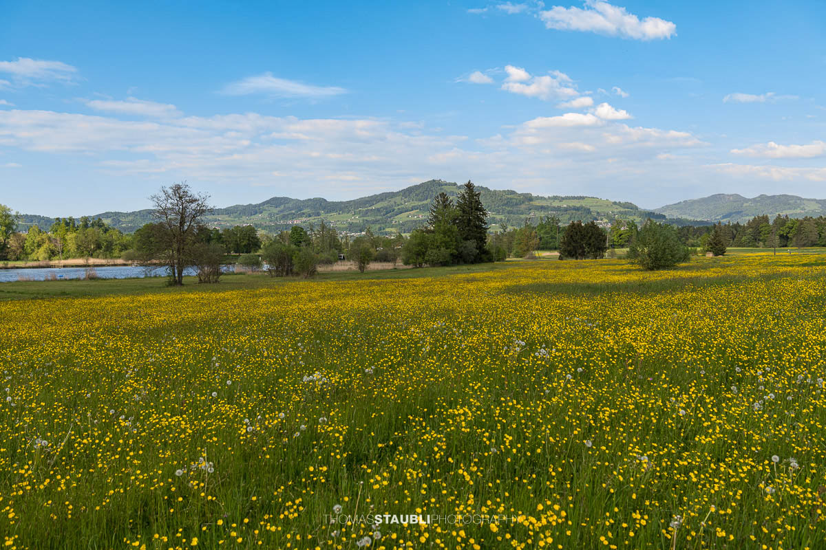 blühende Wiesen am Egelsee