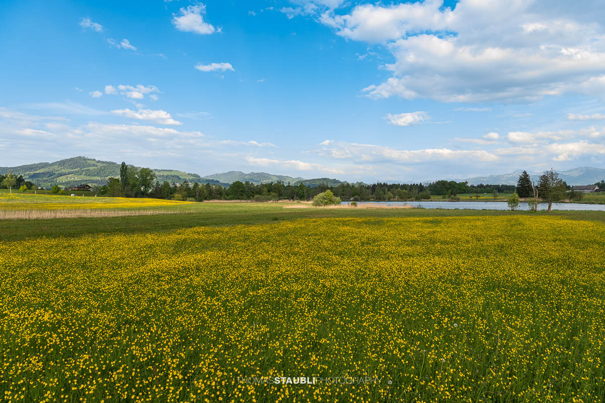 blühende Wiesen am Egelsee