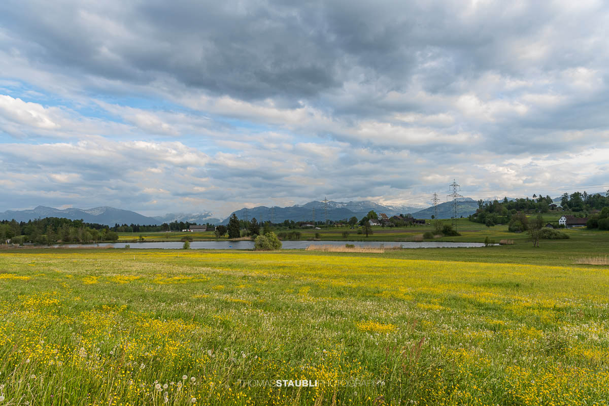 blühende Wiesen am Egelsee
