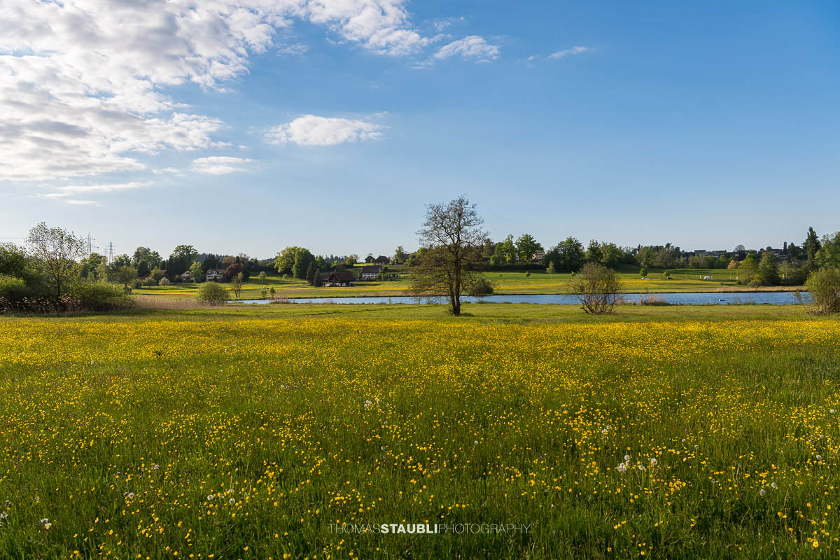 blühende Wiesen am Egelsee