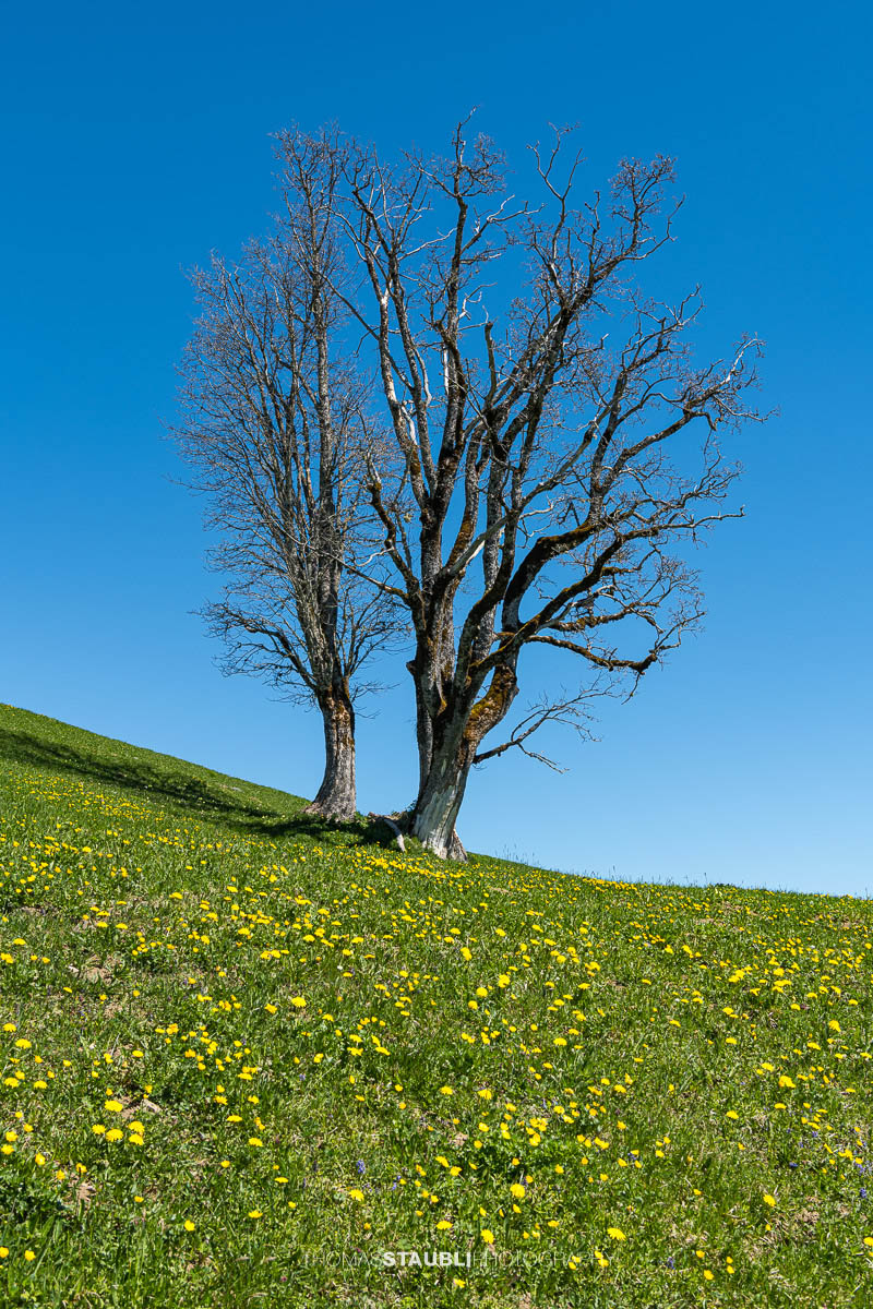 Frühling in Braunwald