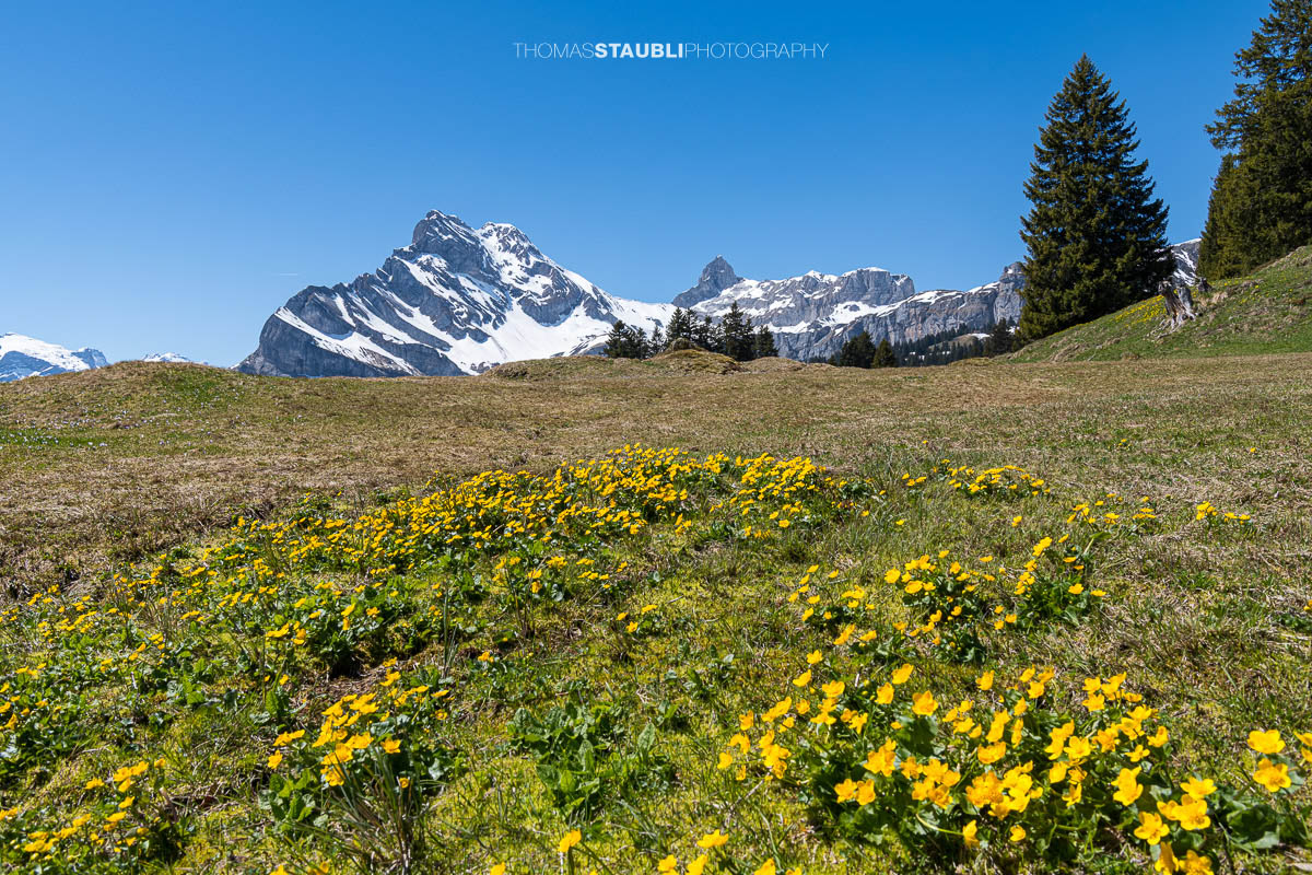 Dotterblumen bei Grotzenbüel