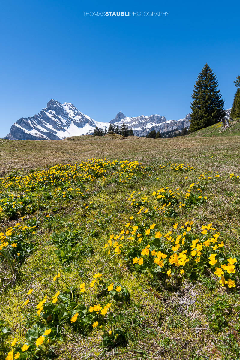 Dotterblumen bei Grotzenbüel