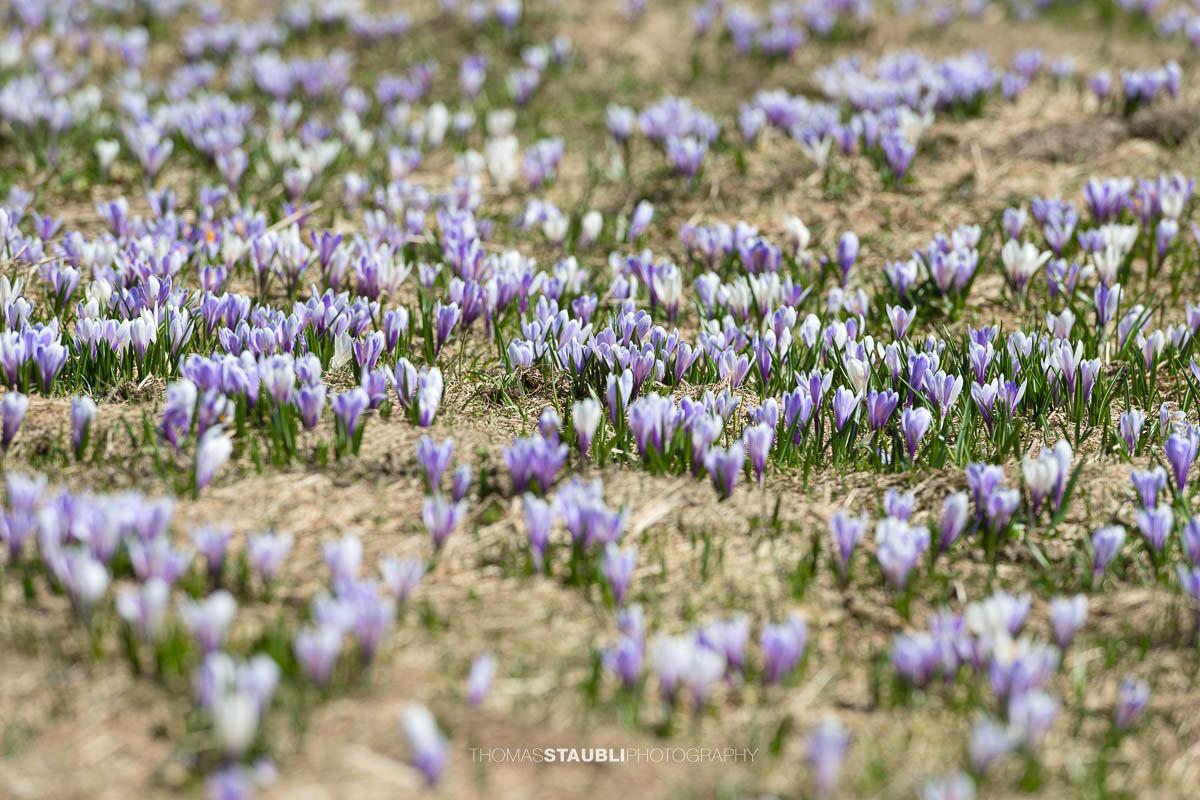 Krokusswiese bei Grotzenbüel