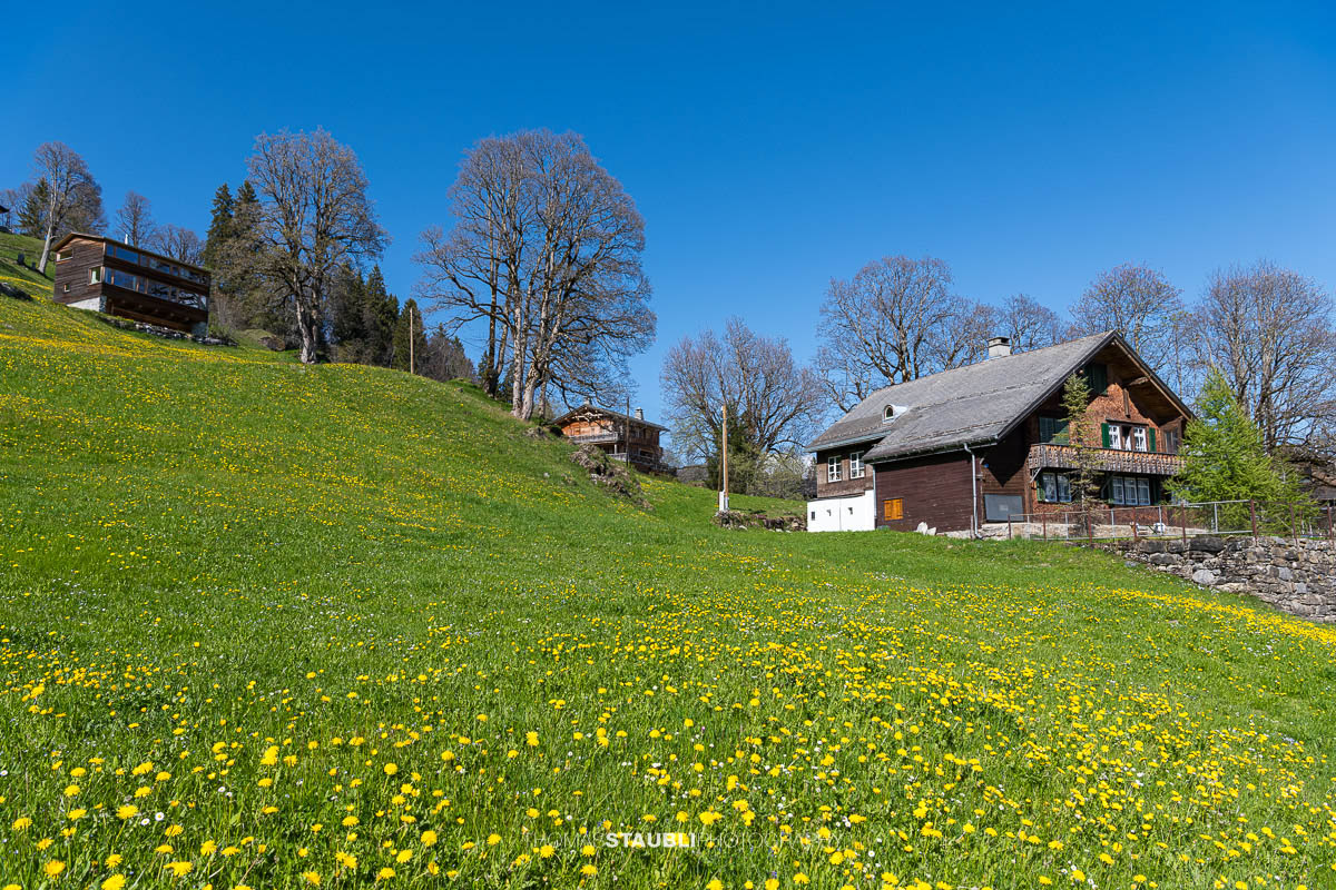 blühende Löwenzahnwiese in Brauwald