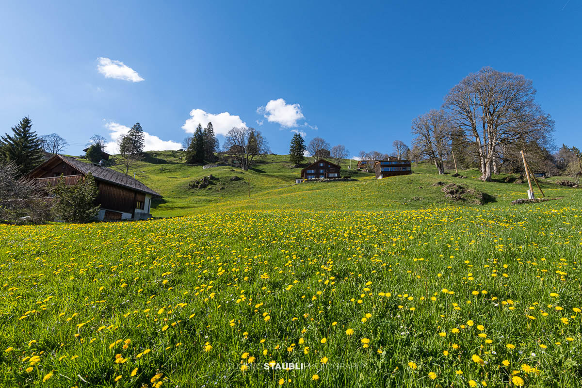 blühende Löwenzahnwiese in Brauwald
