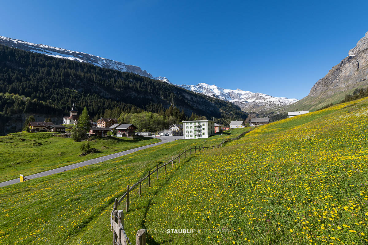 Blühende Wiesen auf dem Urnerboden im Kanton Uri mit der Kirche St. Erhard, verstreuten Häusern und schneebedeckten Bergen unter klarem Himmel.