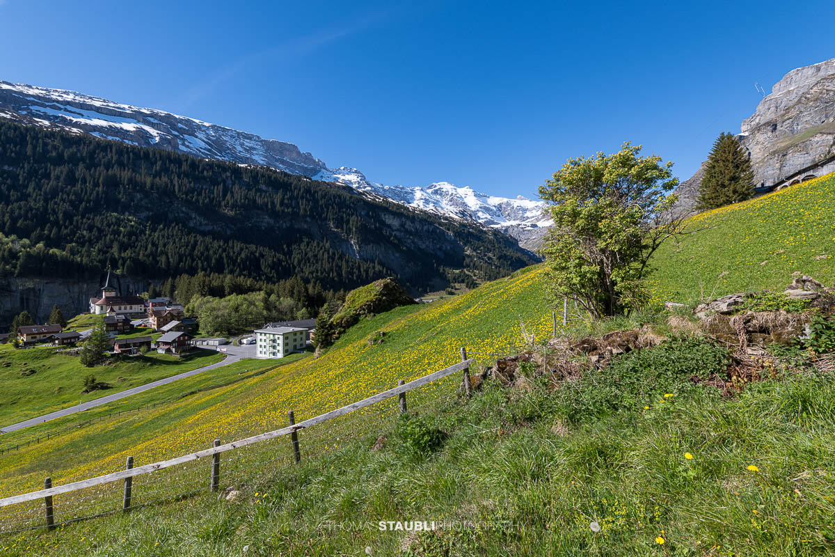 Blühende Wiesen auf dem Urnerboden im Kanton Uri mit der Kirche St. Erhard, verstreuten Häusern und schneebedeckten Bergen unter klarem Himmel.