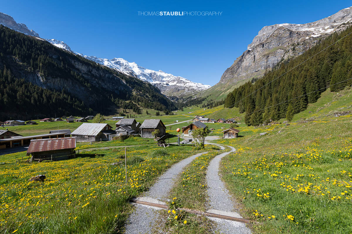 Schmaler Weg zwischen blühenden Wiesen und traditionellen Alphütten auf dem Urnerboden im Kanton Uri, im Hintergrund die verschneiten Gipfel der Glarner Alpen.