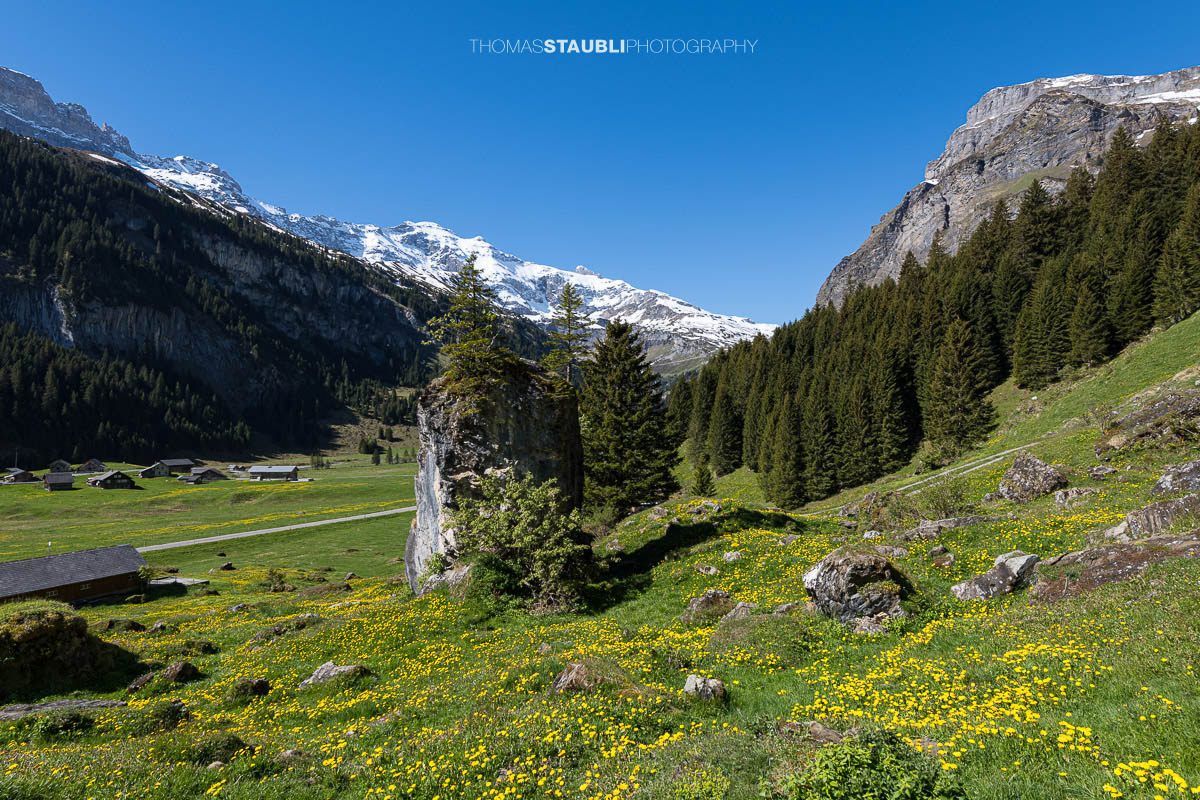 Blumenwiese mit Löwenzahn und markantem Felsblock auf dem Urnerboden im Kanton Uri, im Hintergrund verschneite Alpen und Berglandschaft unter blauem Himmel.