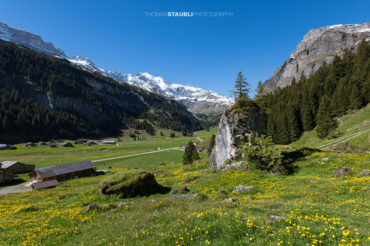 Blumenwiese mit Löwenzahn und markantem Felsblock auf dem Urnerboden im Kanton Uri, im Hintergrund verschneite Alpen und Berglandschaft unter blauem Himmel.