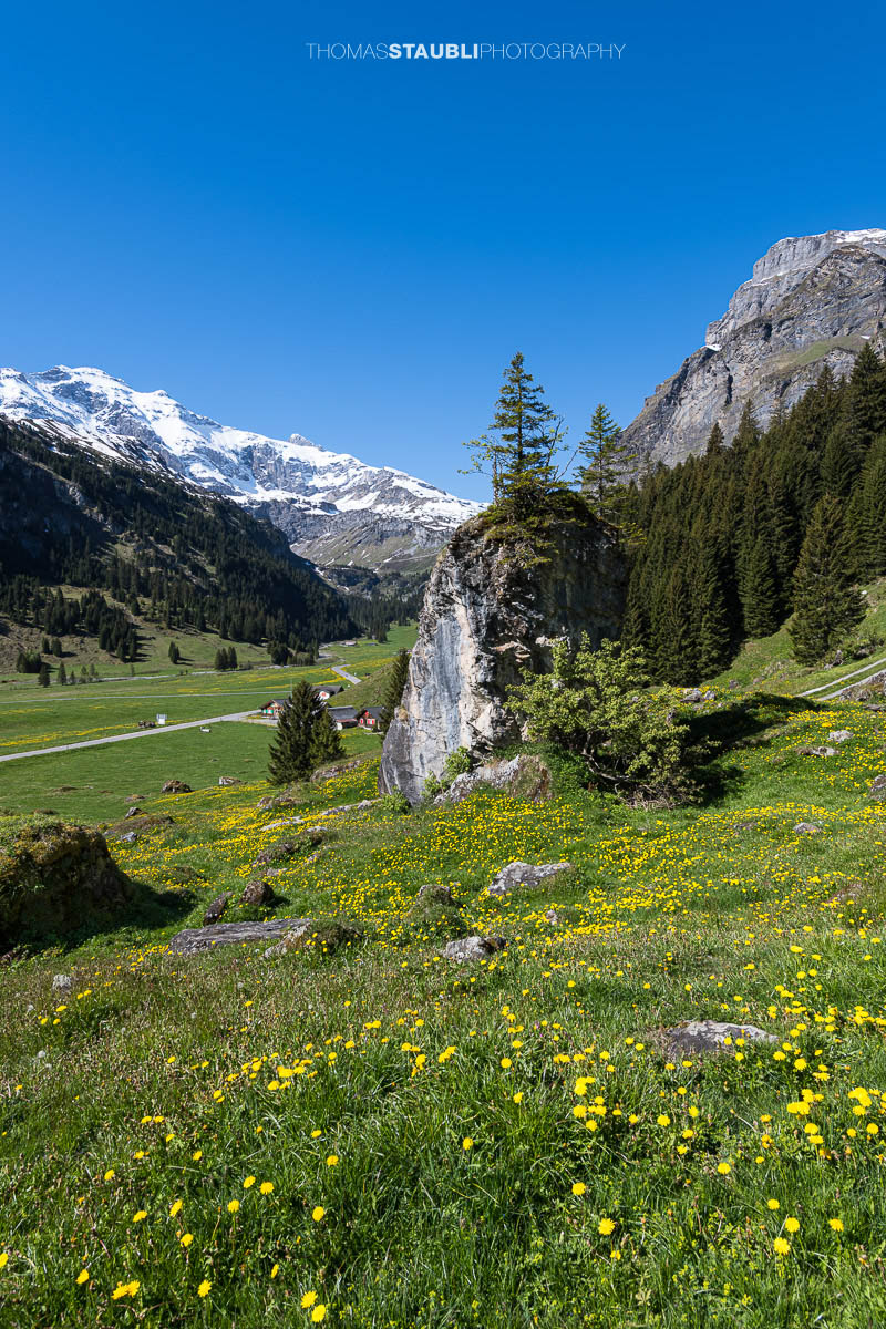 Blumenwiese mit Löwenzahn und markantem Felsblock auf dem Urnerboden im Kanton Uri, im Hintergrund verschneite Alpen und Berglandschaft unter blauem Himmel.