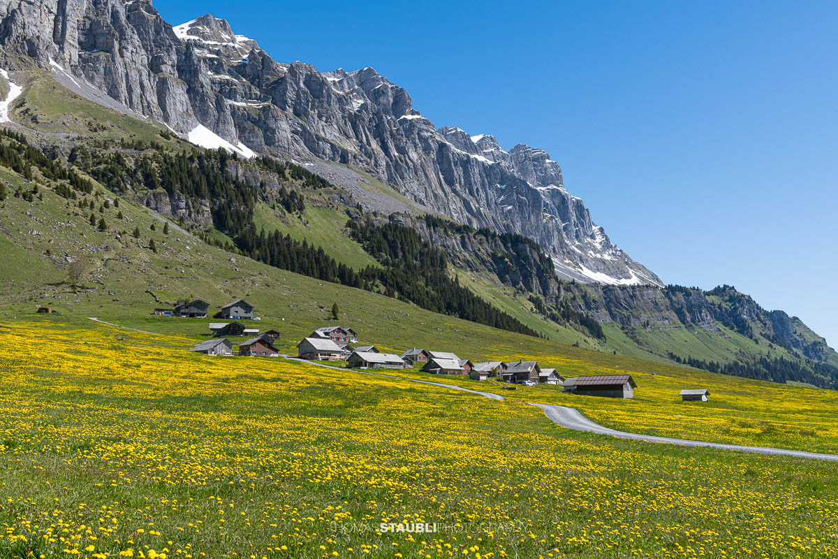 Schotterweg durch blühende Löwenzahnwiesen auf dem Urnerboden im Kanton Uri mit verstreuten Alphütten und den steilen Felswänden der Glarner Alpen unter tiefblauem Himmel.