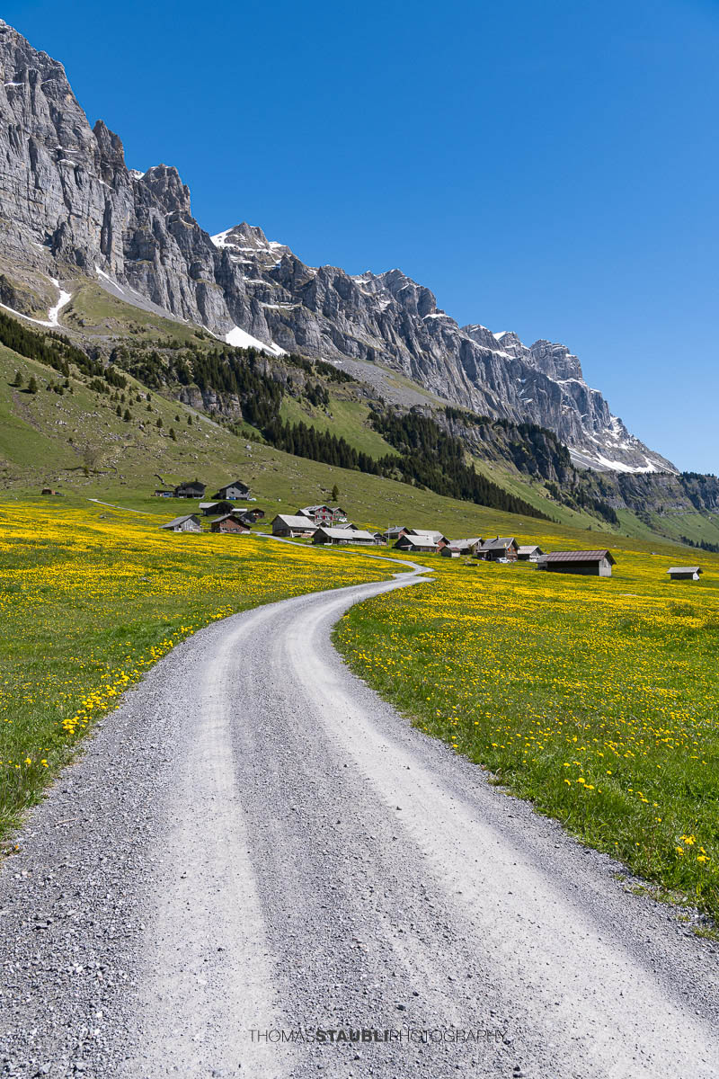 Schotterweg durch blühende Löwenzahnwiesen auf dem Urnerboden im Kanton Uri mit verstreuten Alphütten und den steilen Felswänden der Glarner Alpen unter tiefblauem Himmel.