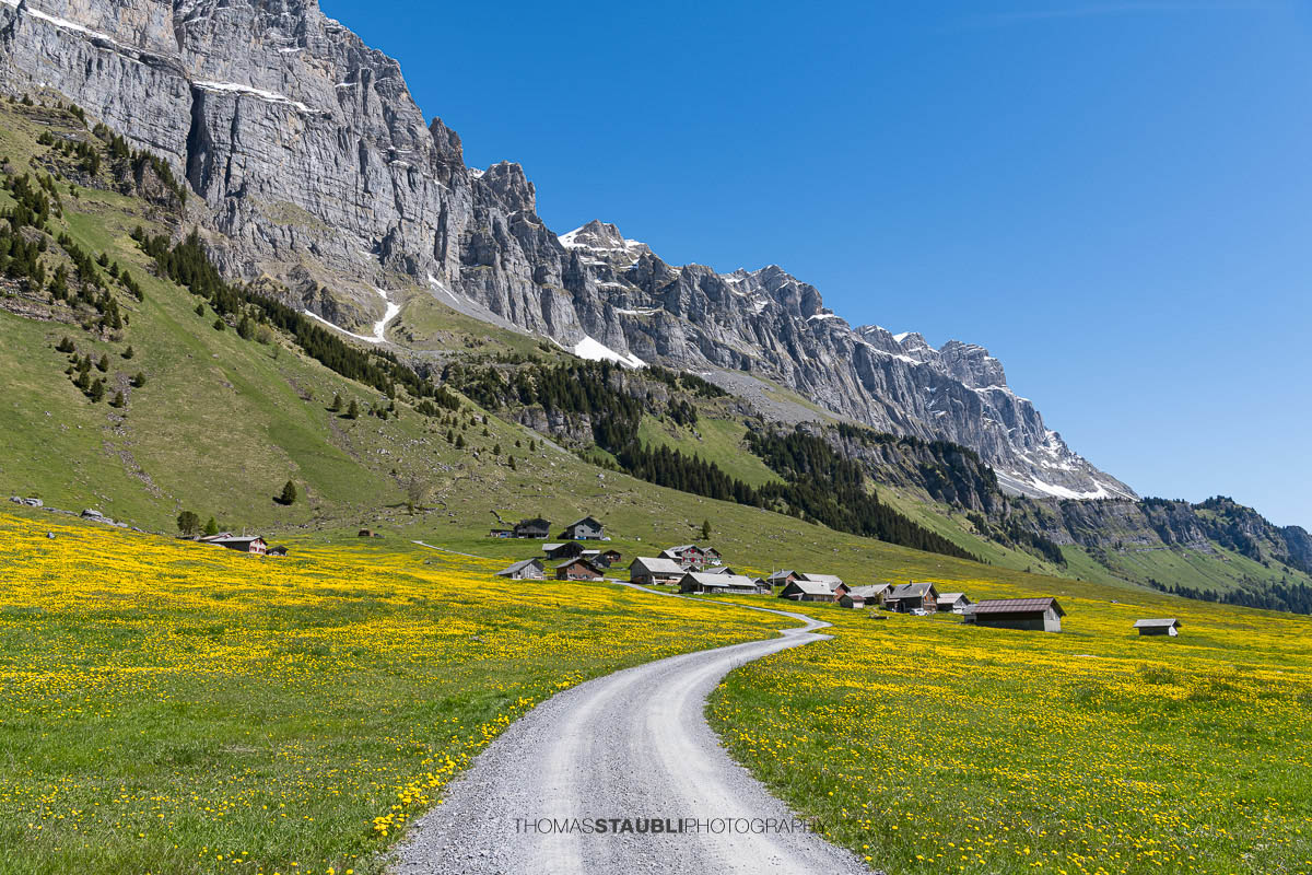 Schotterweg durch blühende Löwenzahnwiesen auf dem Urnerboden im Kanton Uri mit verstreuten Alphütten und den steilen Felswänden der Glarner Alpen unter tiefblauem Himmel.