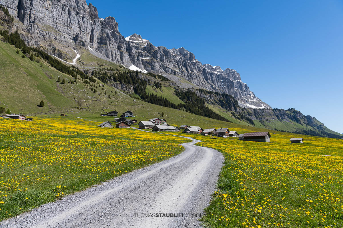 Schotterweg durch blühende Löwenzahnwiesen auf dem Urnerboden im Kanton Uri mit verstreuten Alphütten und den steilen Felswänden der Glarner Alpen unter tiefblauem Himmel.