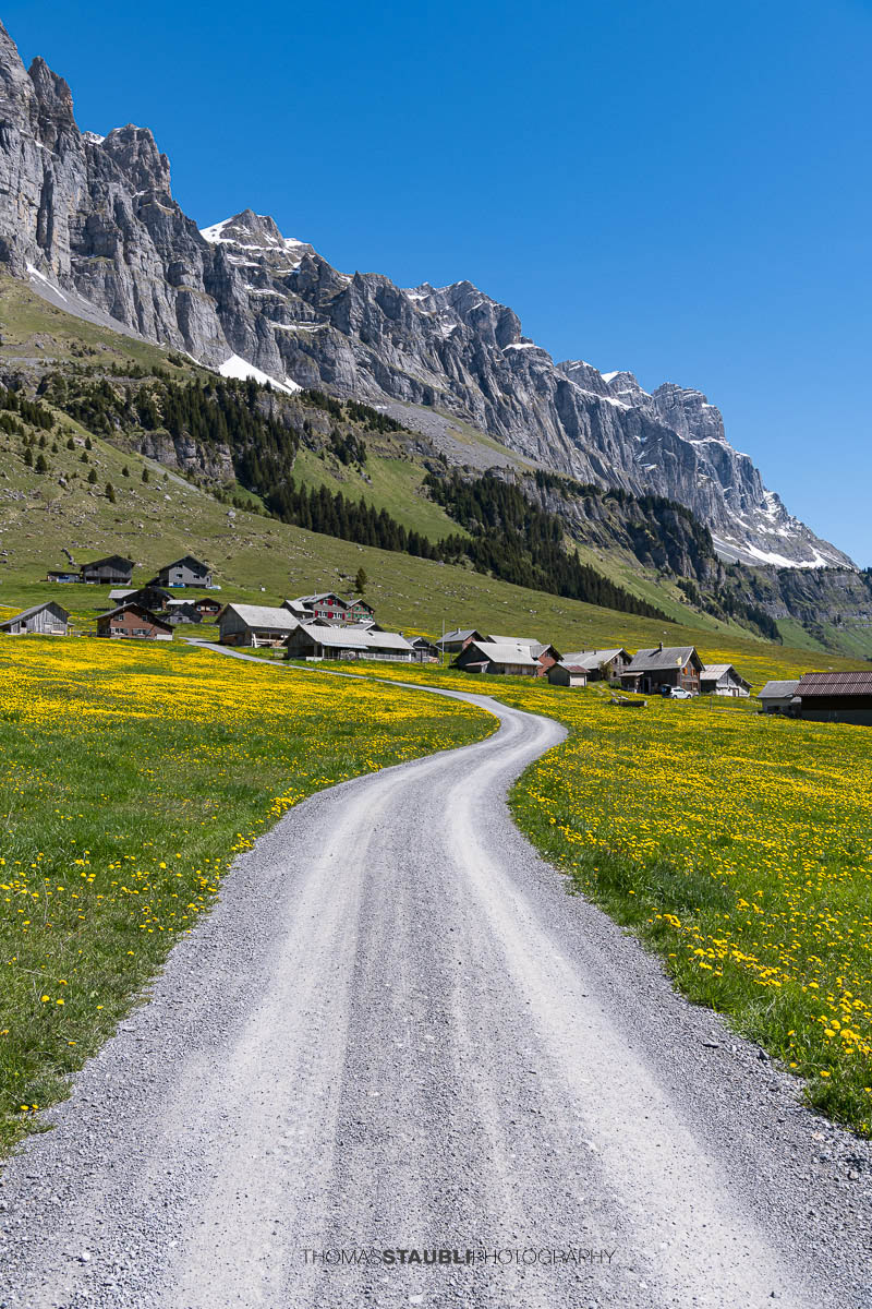 Schotterweg durch blühende Löwenzahnwiesen auf dem Urnerboden im Kanton Uri mit verstreuten Alphütten und den steilen Felswänden der Glarner Alpen unter tiefblauem Himmel.
