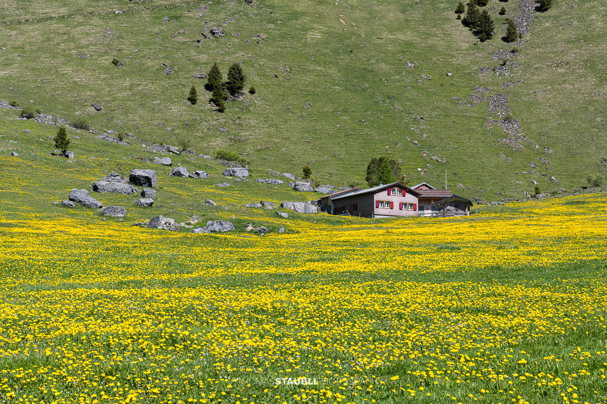 blühende Löwenzahnwiese auf dem Urnerboden