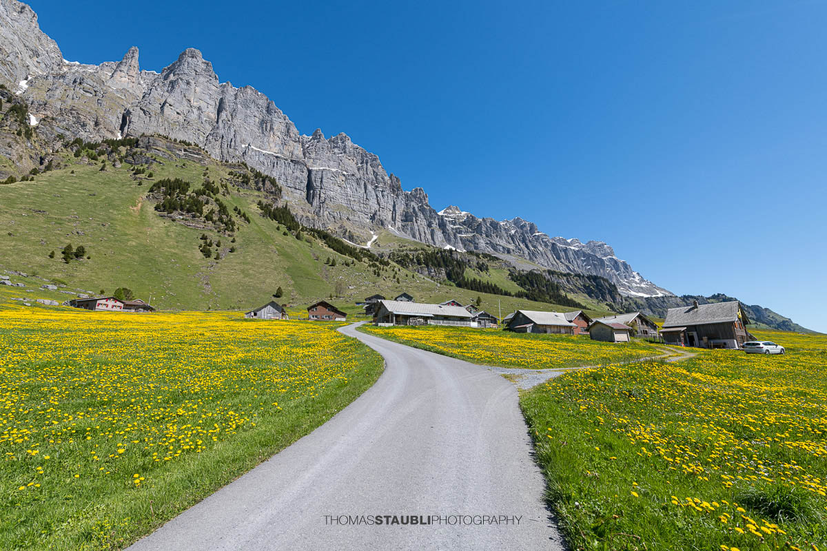 Schotterweg durch blühende Löwenzahnwiesen auf dem Urnerboden im Kanton Uri mit verstreuten Alphütten und den steilen Felswänden der Glarner Alpen unter tiefblauem Himmel.