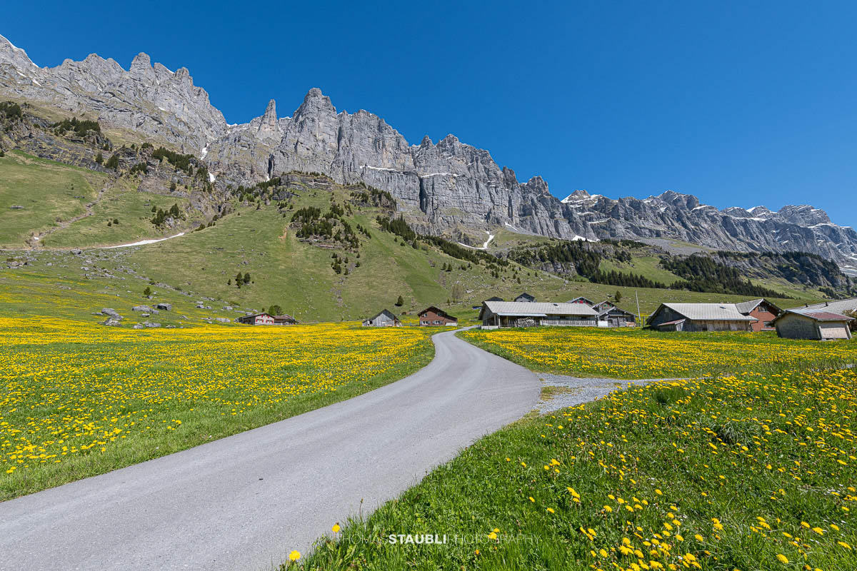 Schotterweg durch blühende Löwenzahnwiesen auf dem Urnerboden im Kanton Uri mit verstreuten Alphütten und den steilen Felswänden der Glarner Alpen unter tiefblauem Himmel.