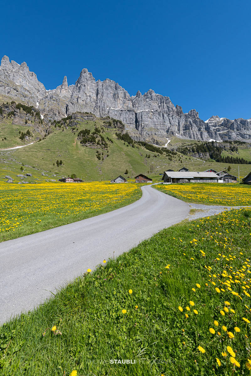 Schotterweg durch blühende Löwenzahnwiesen auf dem Urnerboden im Kanton Uri mit verstreuten Alphütten und den steilen Felswänden der Glarner Alpen unter tiefblauem Himmel.