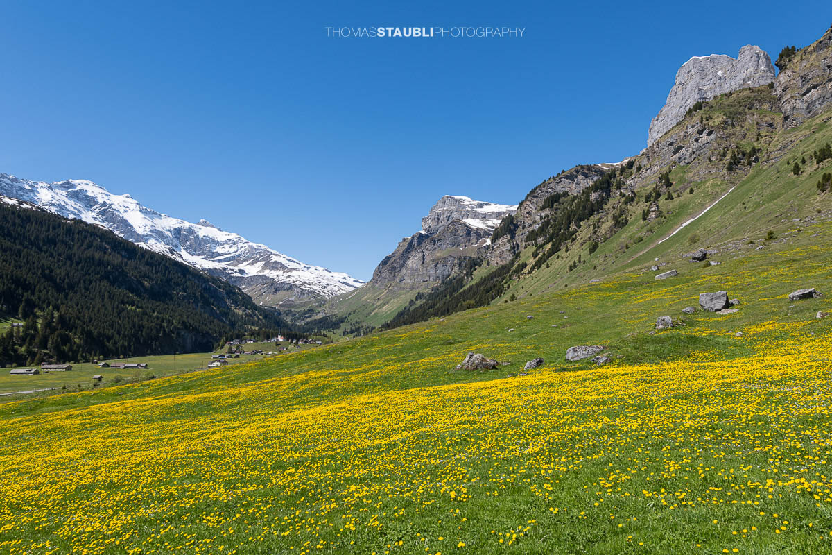 blühende Löwenzahnwiese auf dem Urnerboden