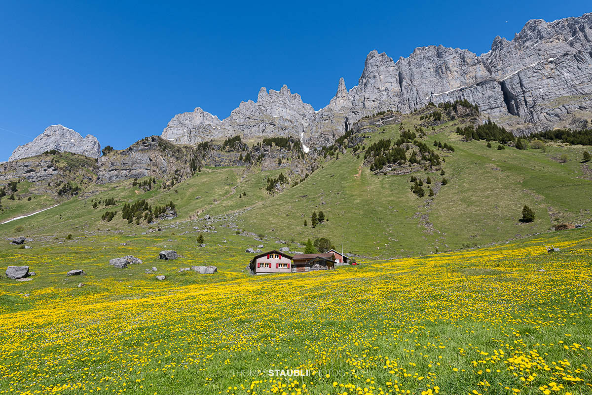 blühende Löwenzahnwiese auf dem Urnerboden