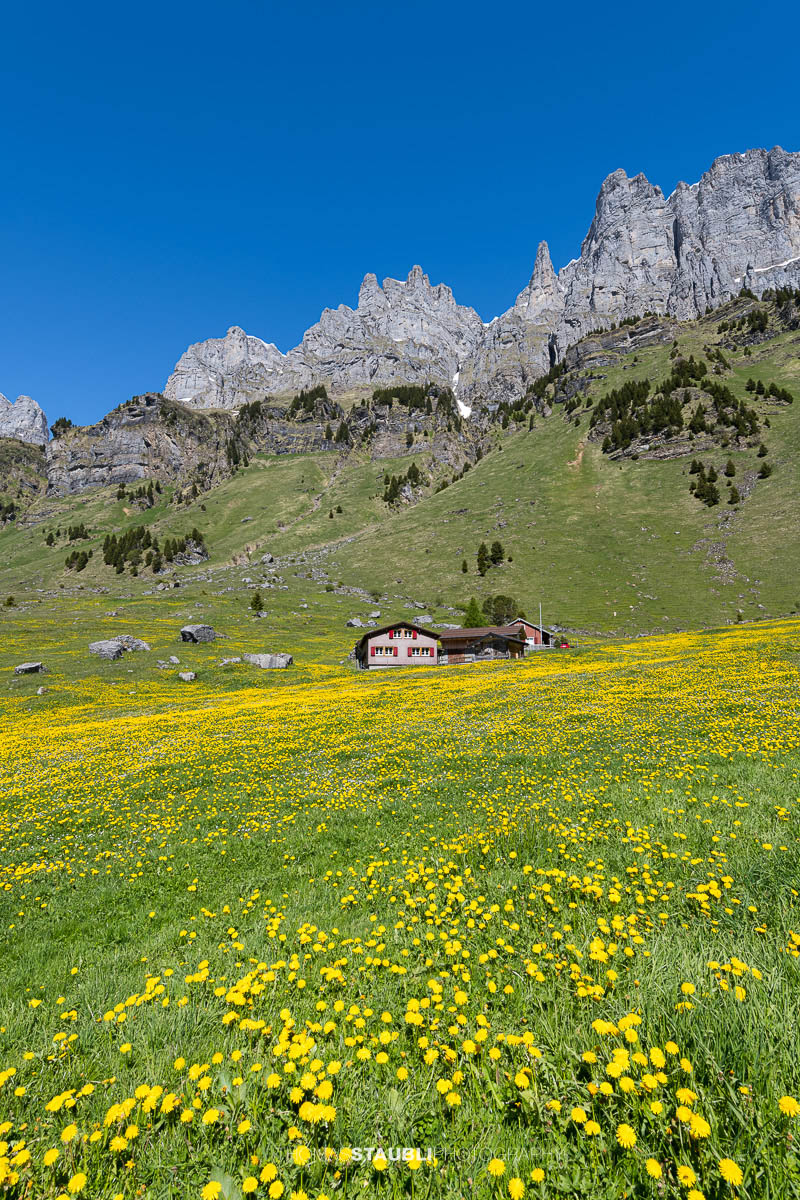 blühende Löwenzahnwiese auf dem Urnerboden
