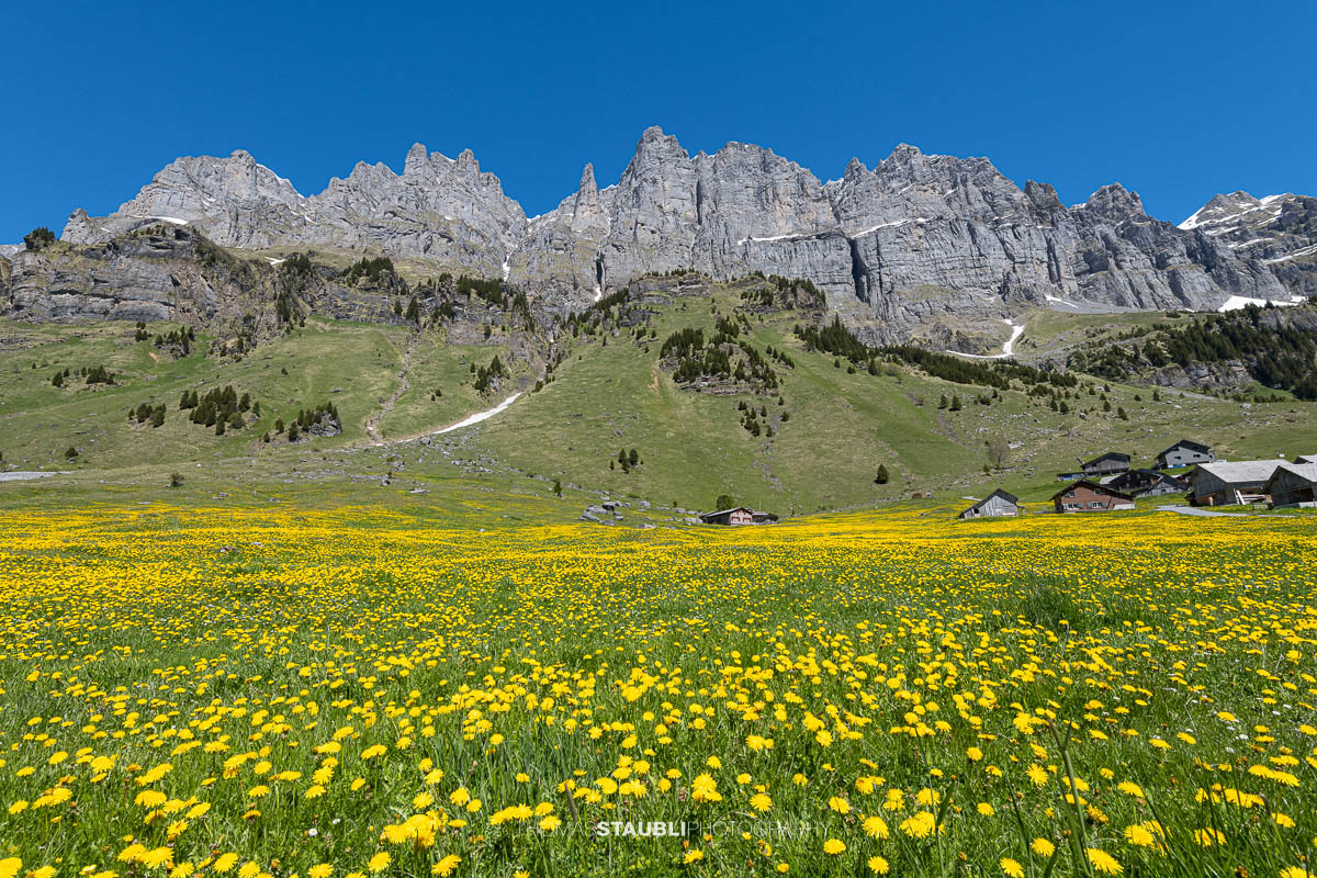 blühende Löwenzahnwiese auf dem Urnerboden