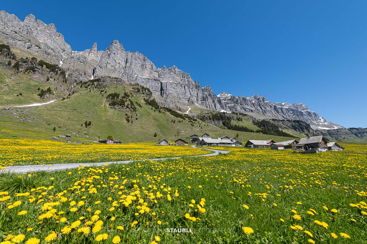 blühende Löwenzahnwiese auf dem Urnerboden