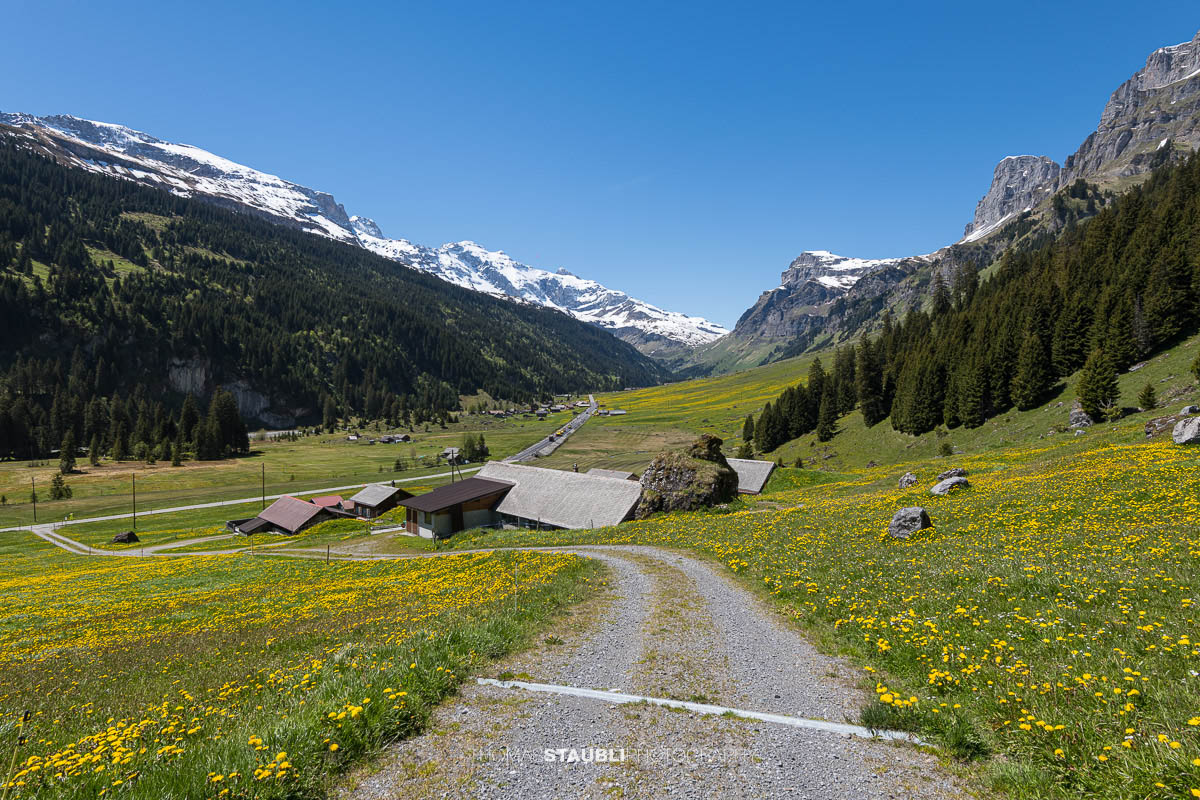 blühende Löwenzahnwiese auf dem Urnerboden