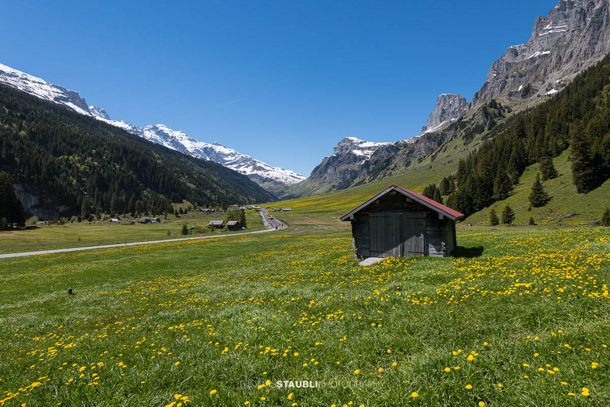 blühende Löwenzahnwiese auf dem Urnerboden