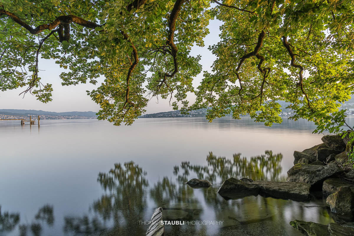 Ufer der Halbinsel Au, eingerahmt von überhängenden Baumästen und spiegelglattem Wasser bei ruhiger Morgenstimmung.