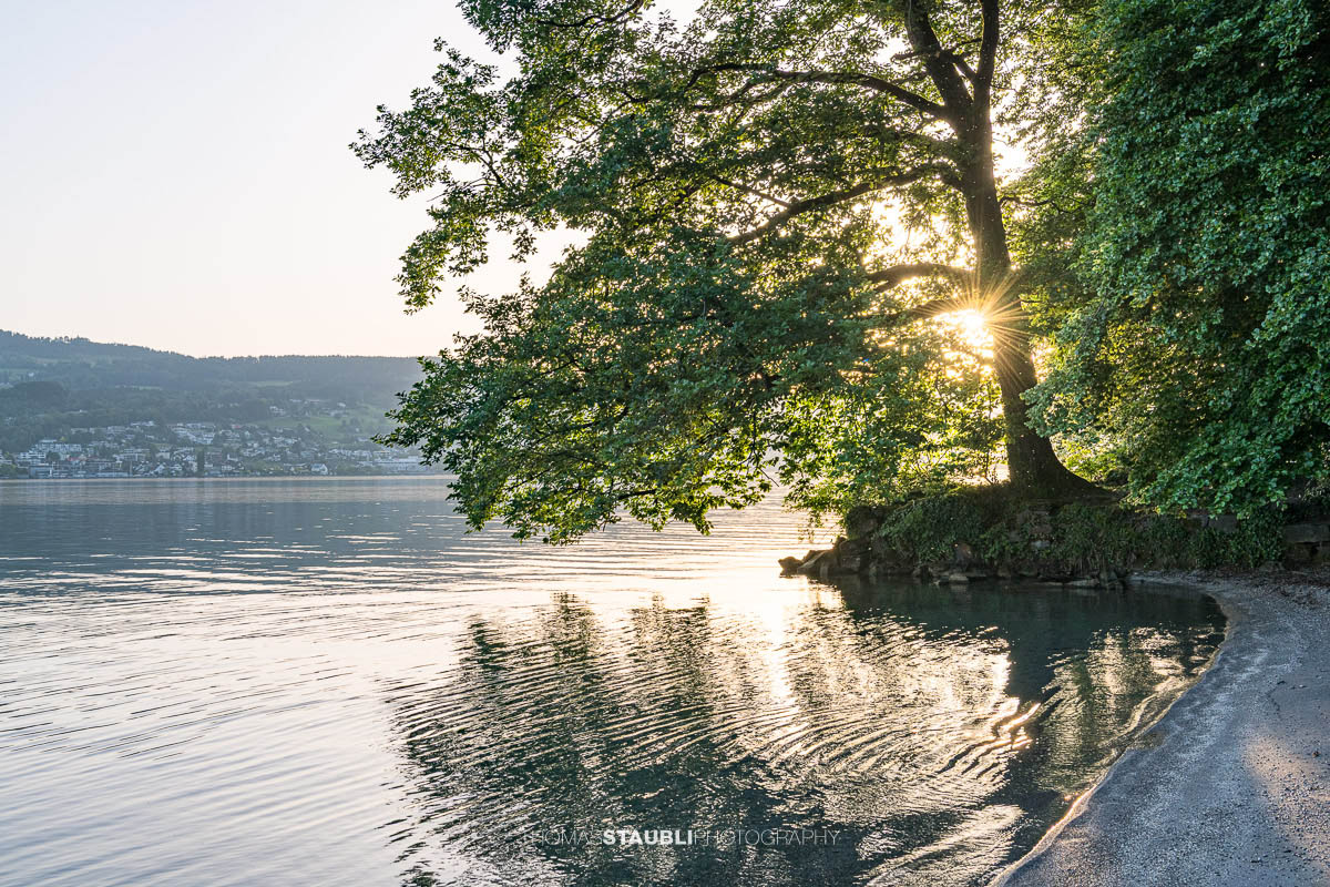 Sonnenstrahlen brechen durch die Äste eines alten Baumes am Ufer der Halbinsel Au und spiegeln sich im ruhigen Wasser des Zürichsees.