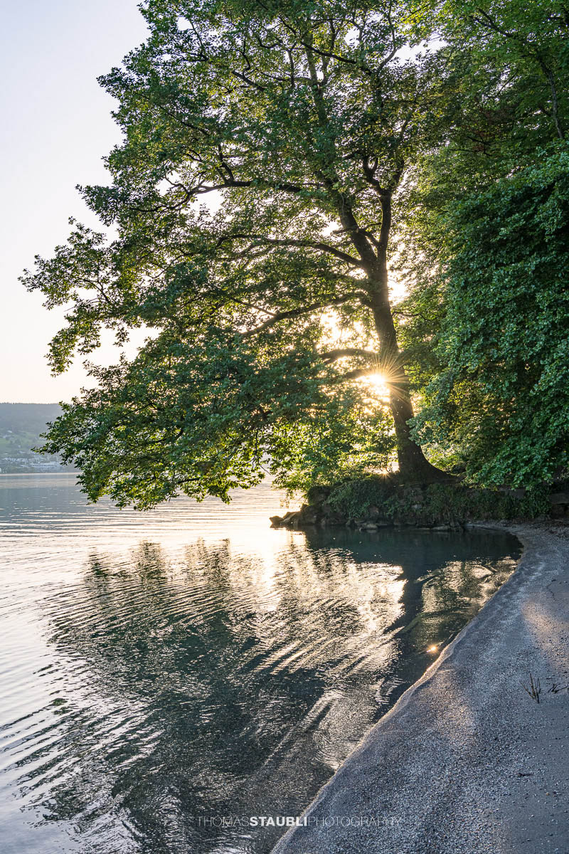 Sonnenstrahlen brechen durch die Äste eines alten Baumes am Ufer der Halbinsel Au und spiegeln sich im ruhigen Wasser des Zürichsees.