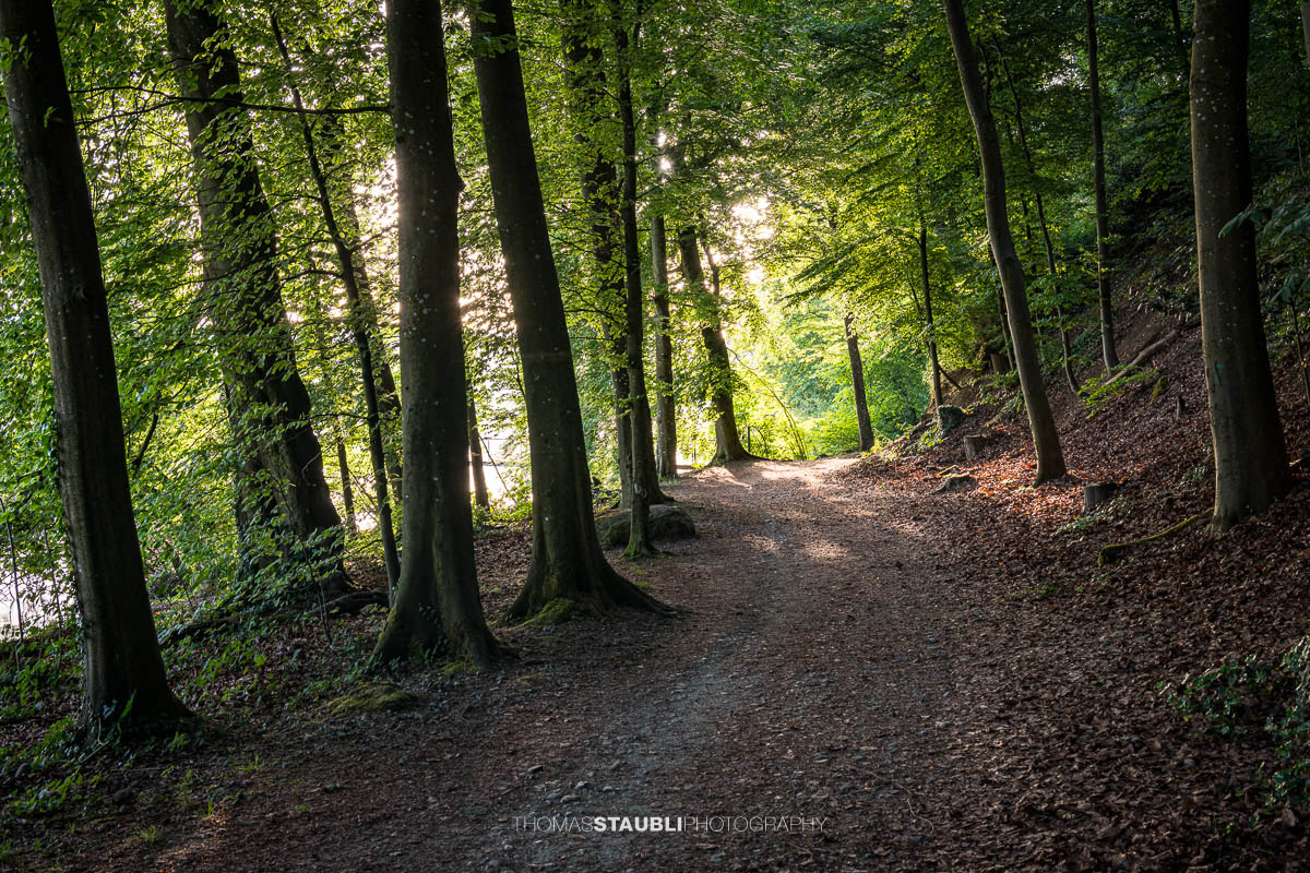 Waldspazierweg am Ufer der Halbinsel Au