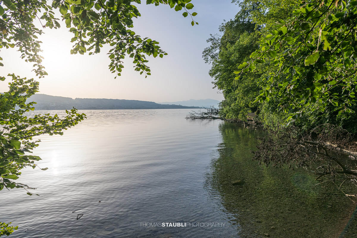 Morgenlicht am Ufer der Halbinsel Au am Zürichsee