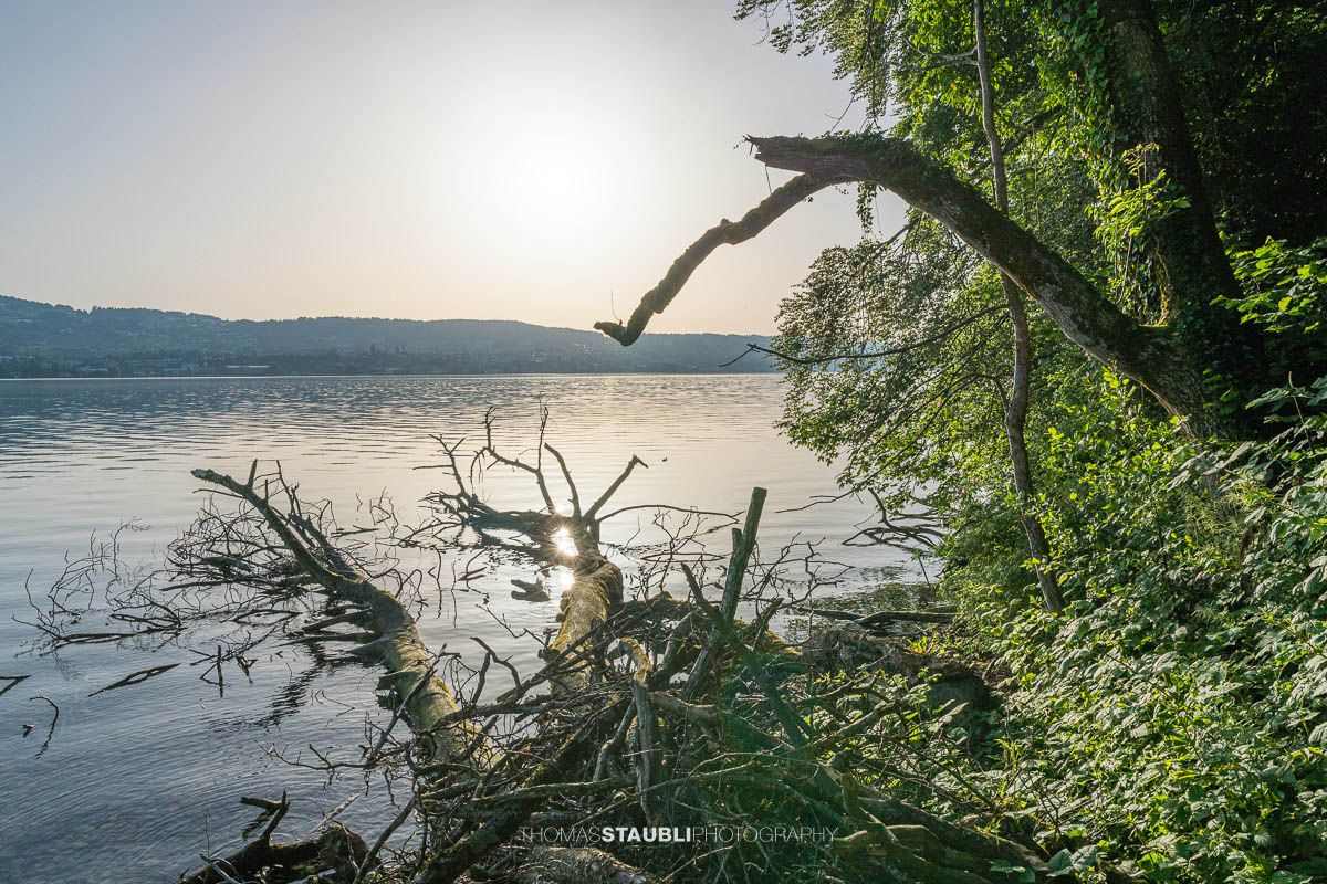 Morgenlicht am Ufer der Halbinsel Au am Zürichsee
