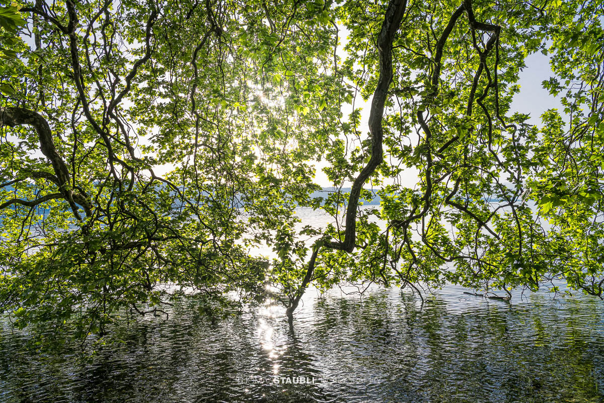 Ausladende Äste einer alten Platane auf der Halbinsel Au reichen über das Wasser des Zürichsees, während die Sonne durch das dichte Blätterdach scheint.