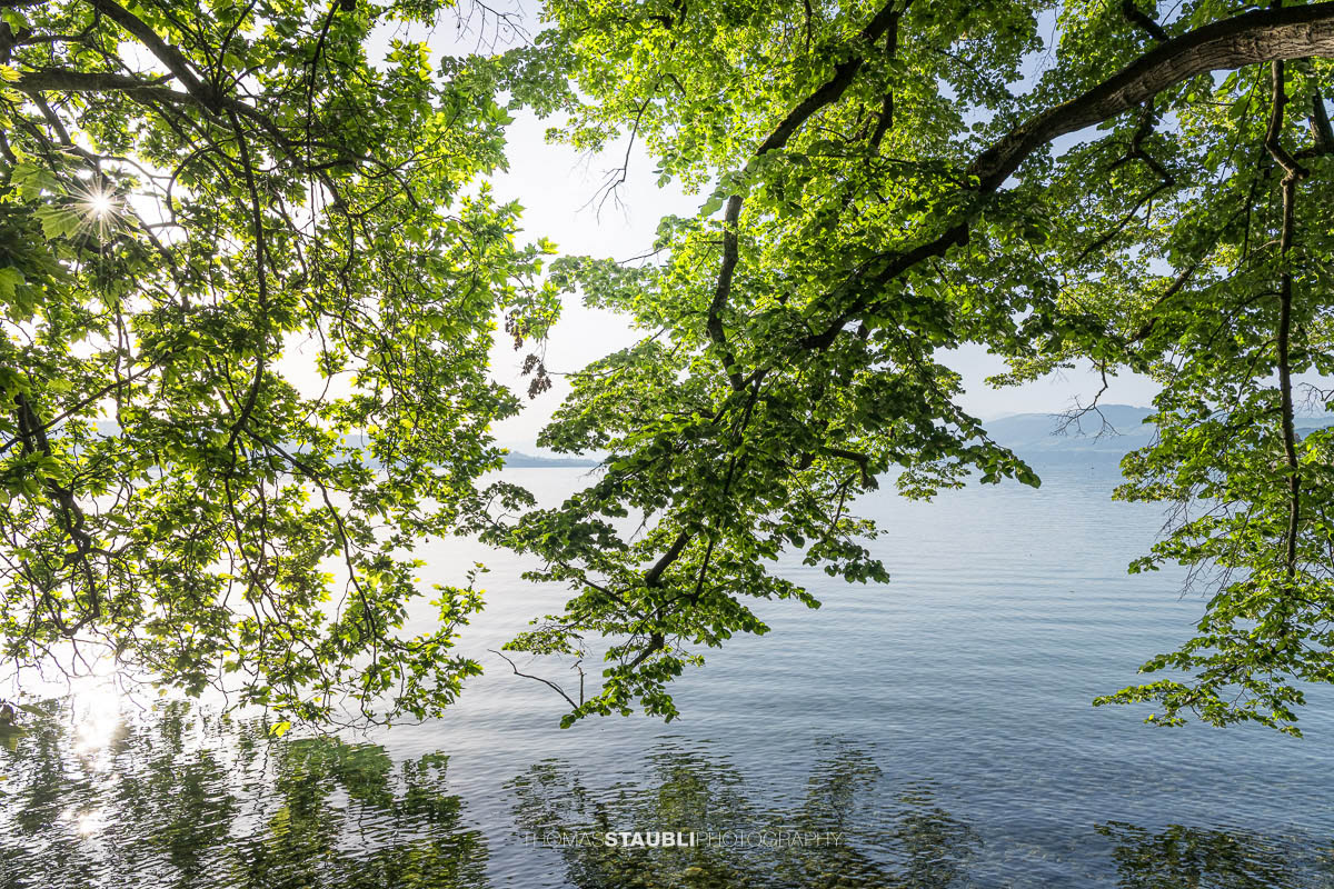 Ausladende Äste einer alten Platane auf der Halbinsel Au reichen über das Wasser des Zürichsees, während die Sonne durch das dichte Blätterdach scheint.