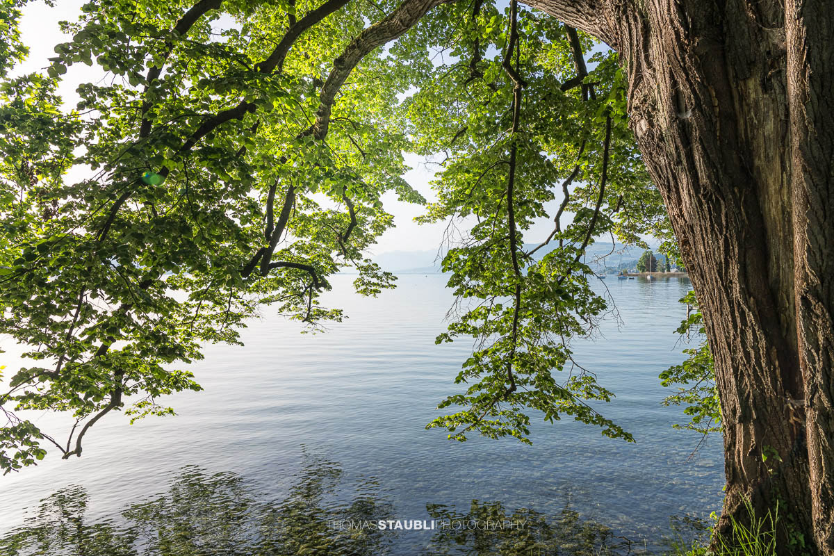 Ausladende Äste einer alten Platane auf der Halbinsel Au reichen über das Wasser des Zürichsees, während die Sonne durch das dichte Blätterdach scheint.