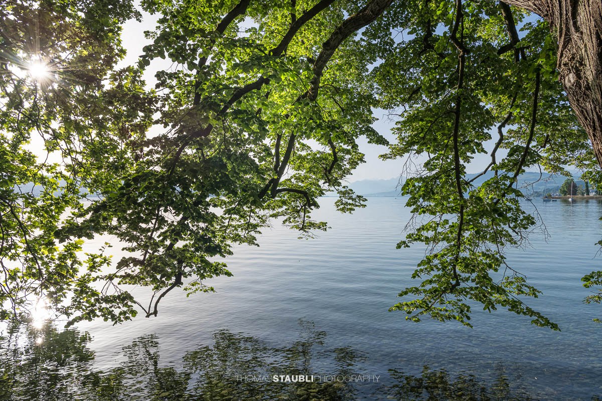 Ausladende Äste einer alten Platane auf der Halbinsel Au reichen über das Wasser des Zürichsees, während die Sonne durch das dichte Blätterdach scheint.