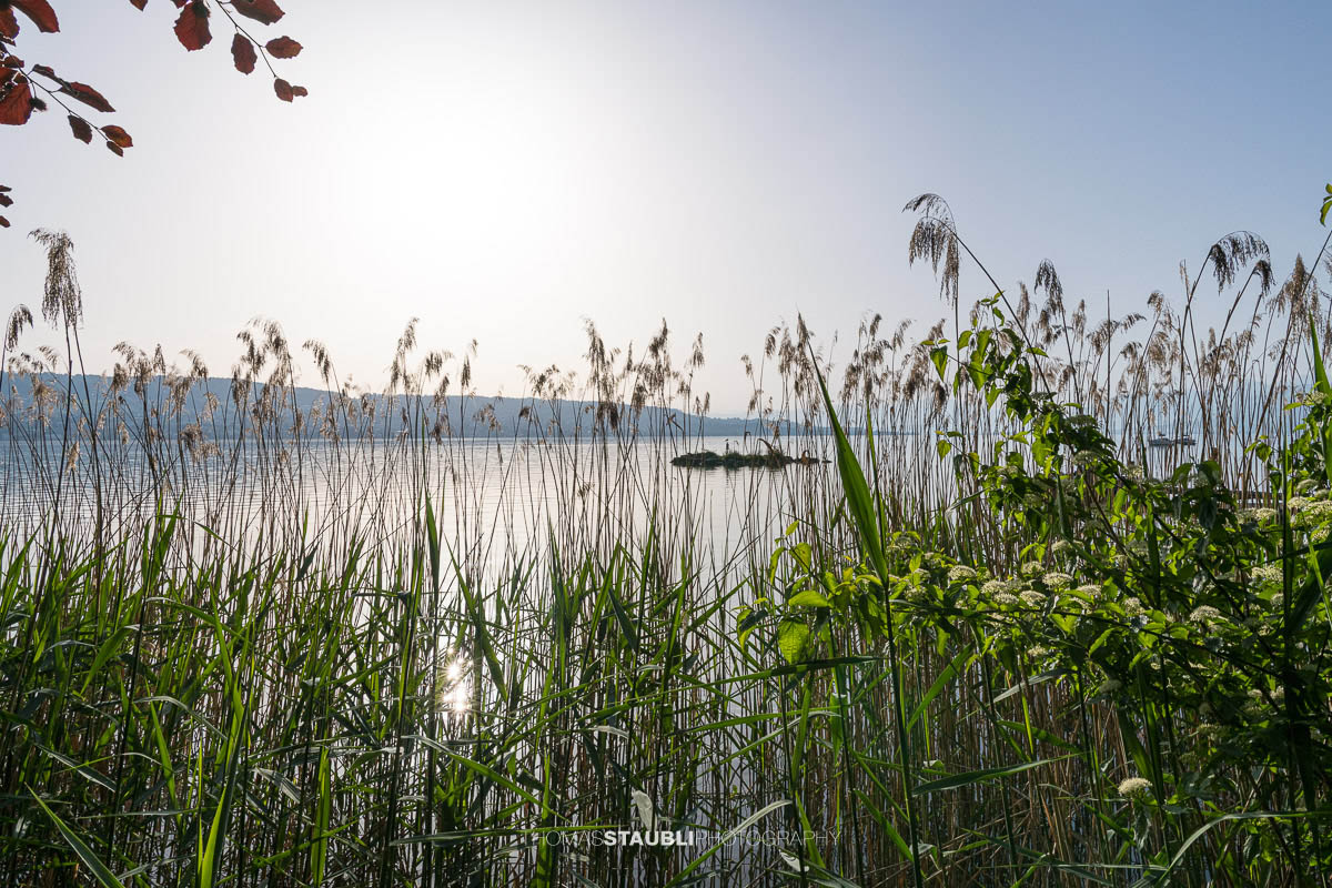 Schilfgürtel am Ufer des Zürichsees